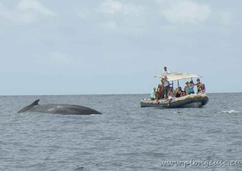 baleine2.jpg